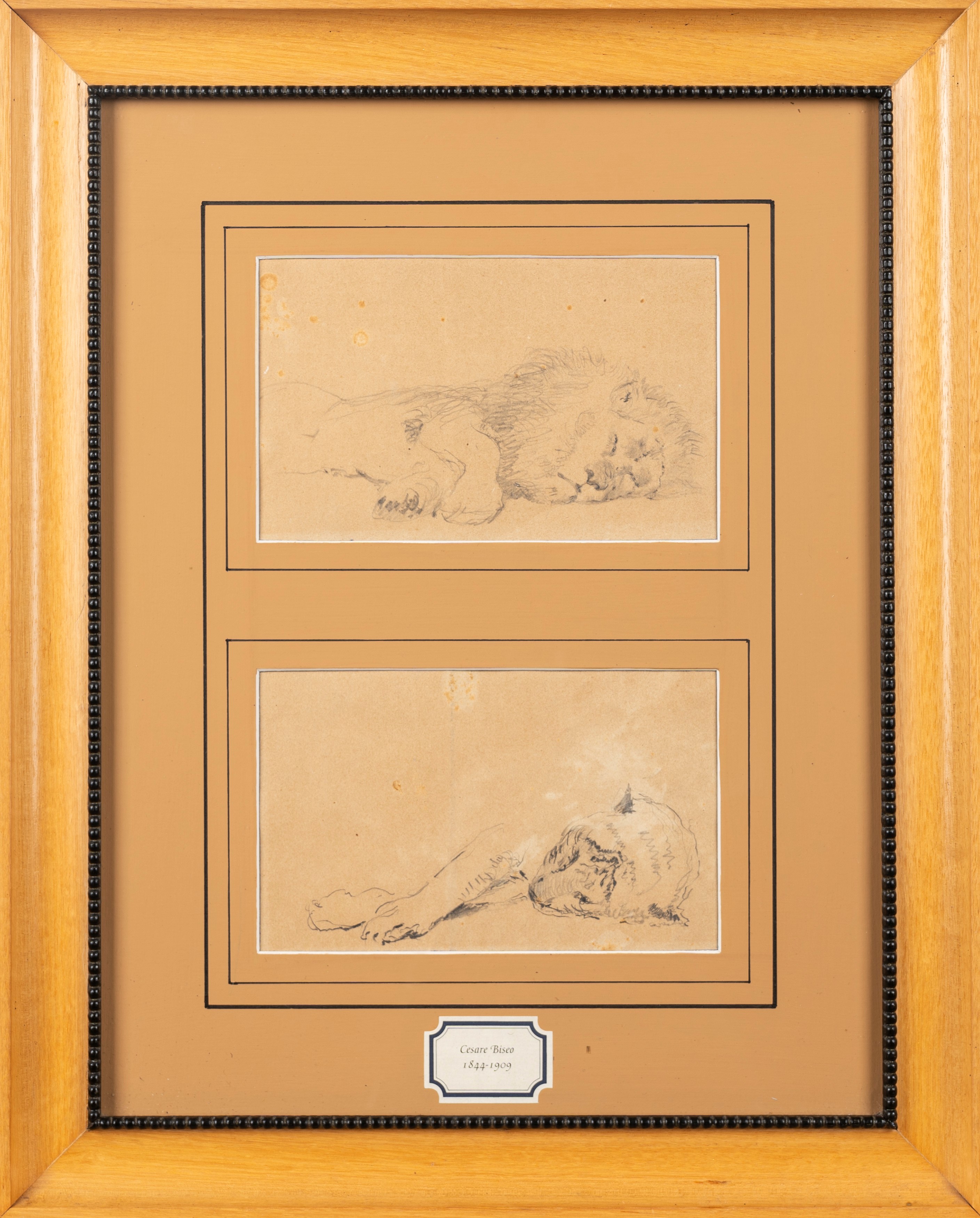 Cesare Biseo - Studi di Leone e Leonessa Dormienti