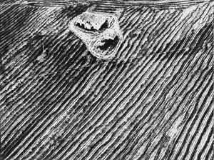 Presa di coscienza sulla natura