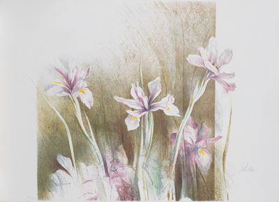 Iris Viola