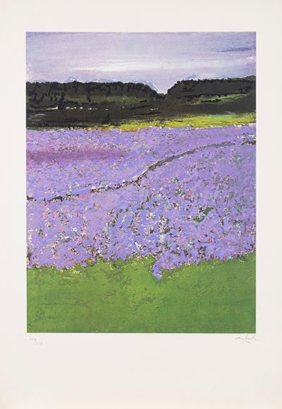 Campo di Lavanda