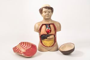 Modello anatomico didattico in papier-mâché, anni '50 del Novecento