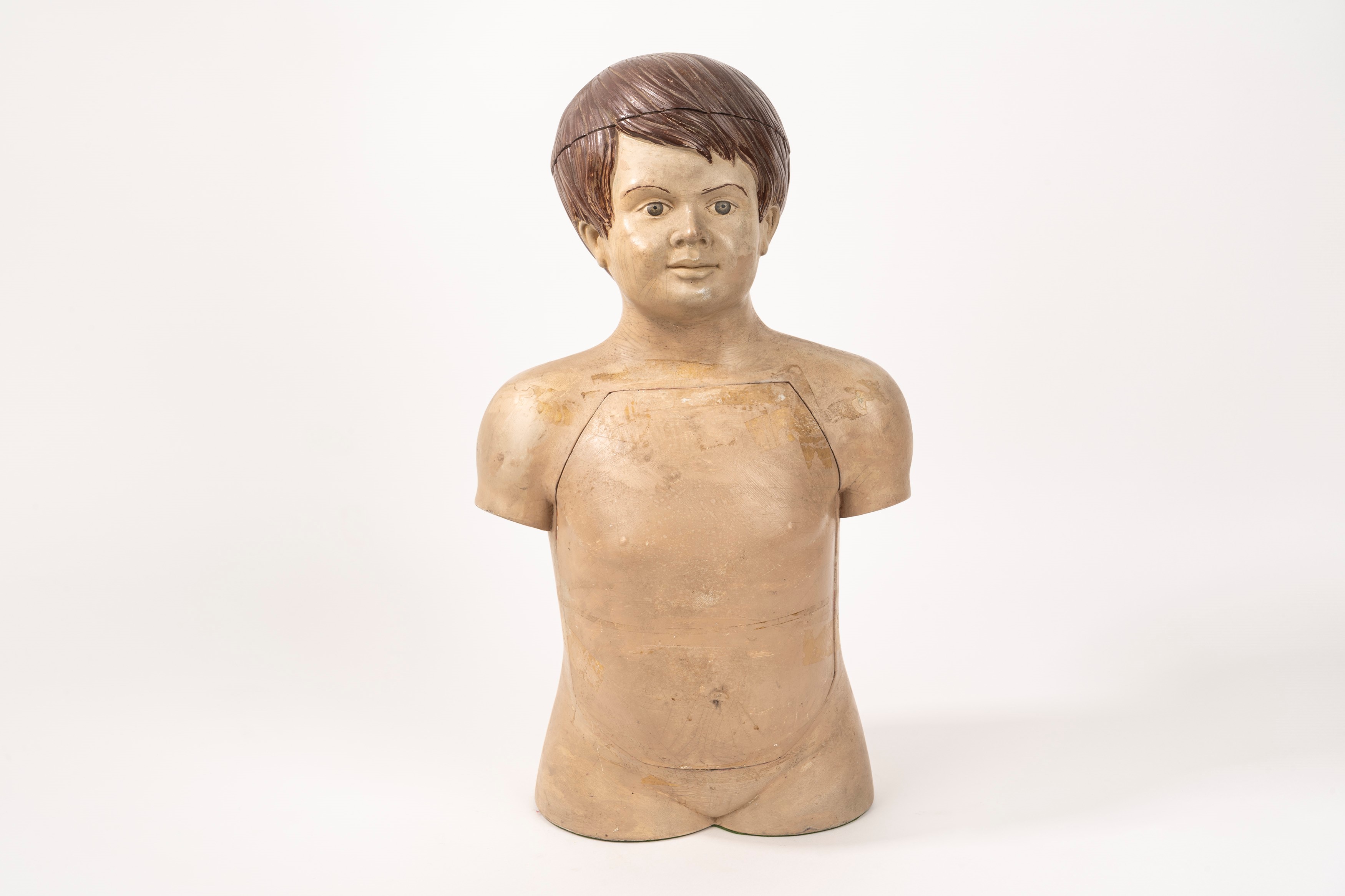 Modello Anatomico Didattico in papier-Mâché, Anni '50 del Novecento