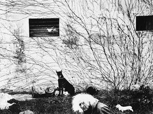 Giacomelli Mario - Autoritratto con cane nero, dalla serie 