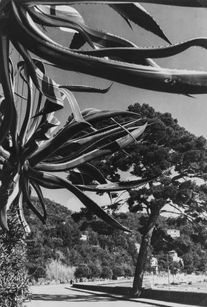 Senza titolo (Strada Santa Margherita, Portofino)