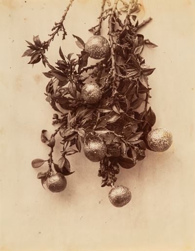 Senza Titolo (natura Morta)