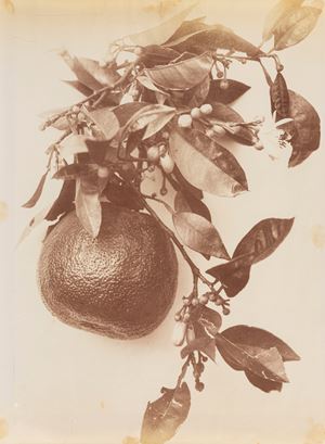 Senza titolo (Natura morta)