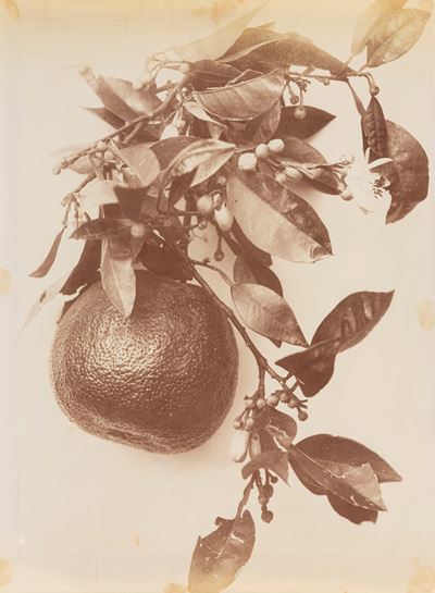 Senza Titolo (natura Morta)