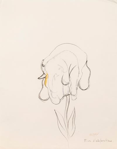 Fior D'elefantino