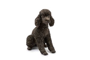 Poodle Dog Furry