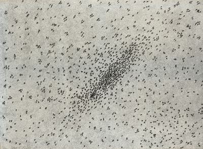 Insect Slant, 1973, Multiplo su cartocino
