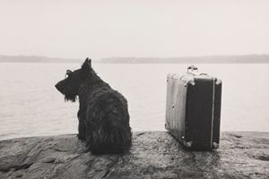 Dog with suitcase