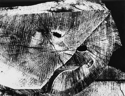 Nella Sezione Dell'albero