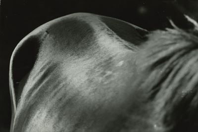 Figura Equina