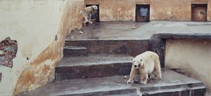 Zoologischer Garten, St. Petersburg