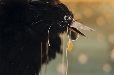 Senza titolo, dalla serie 'Crow', C-print vintage