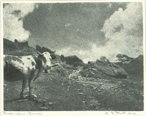 Pascolo alpino (Giomein)