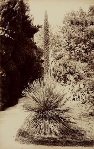 Untitled (Botanical garden, Palermo)
