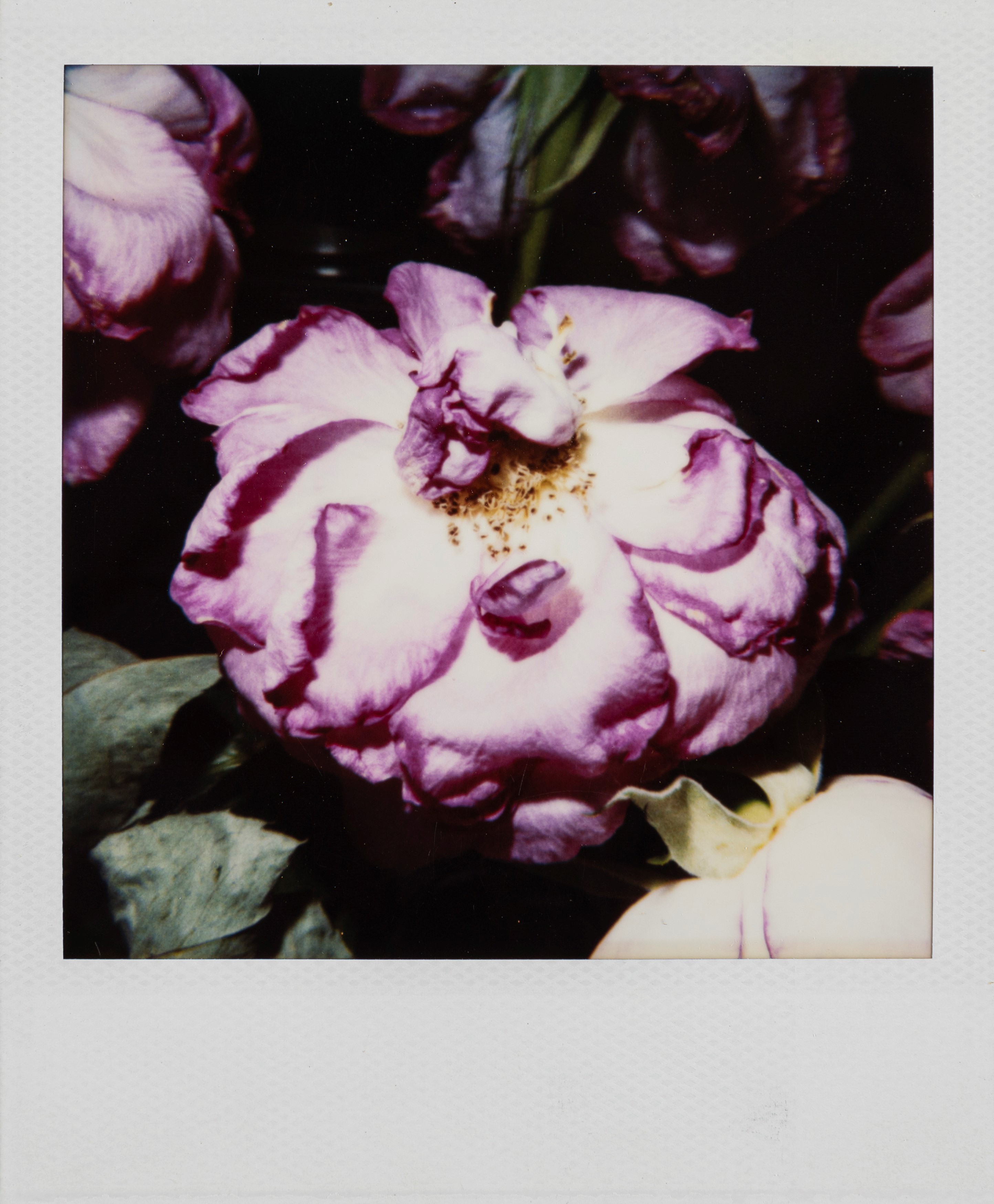 Nobuyoshi Araki - Senza titolo (Bondage e fiori), quattro polaroid