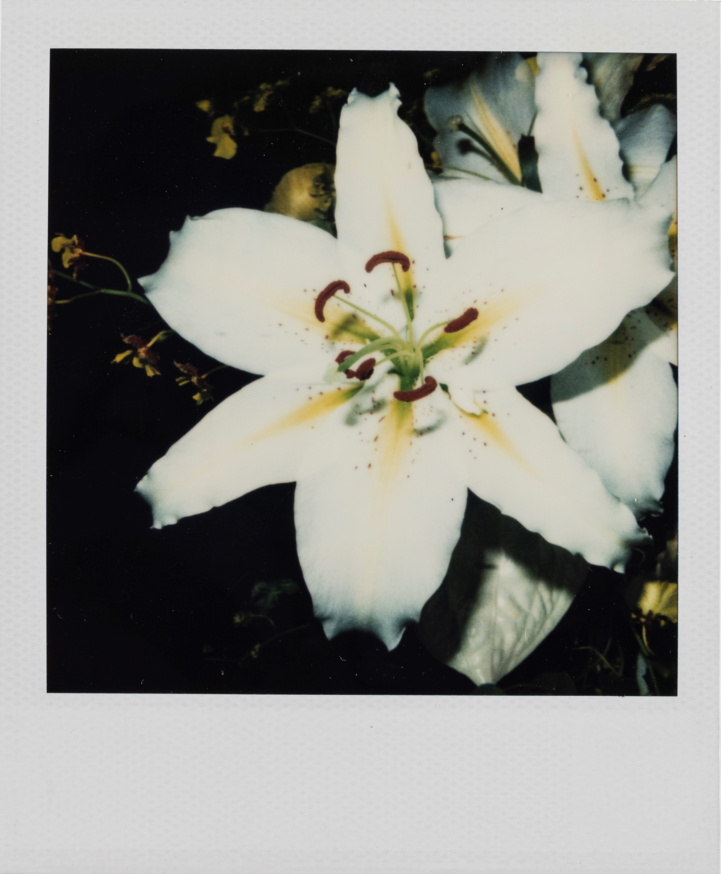 Nobuyoshi Araki - Senza titolo (Bondage e fiori), quattro polaroid