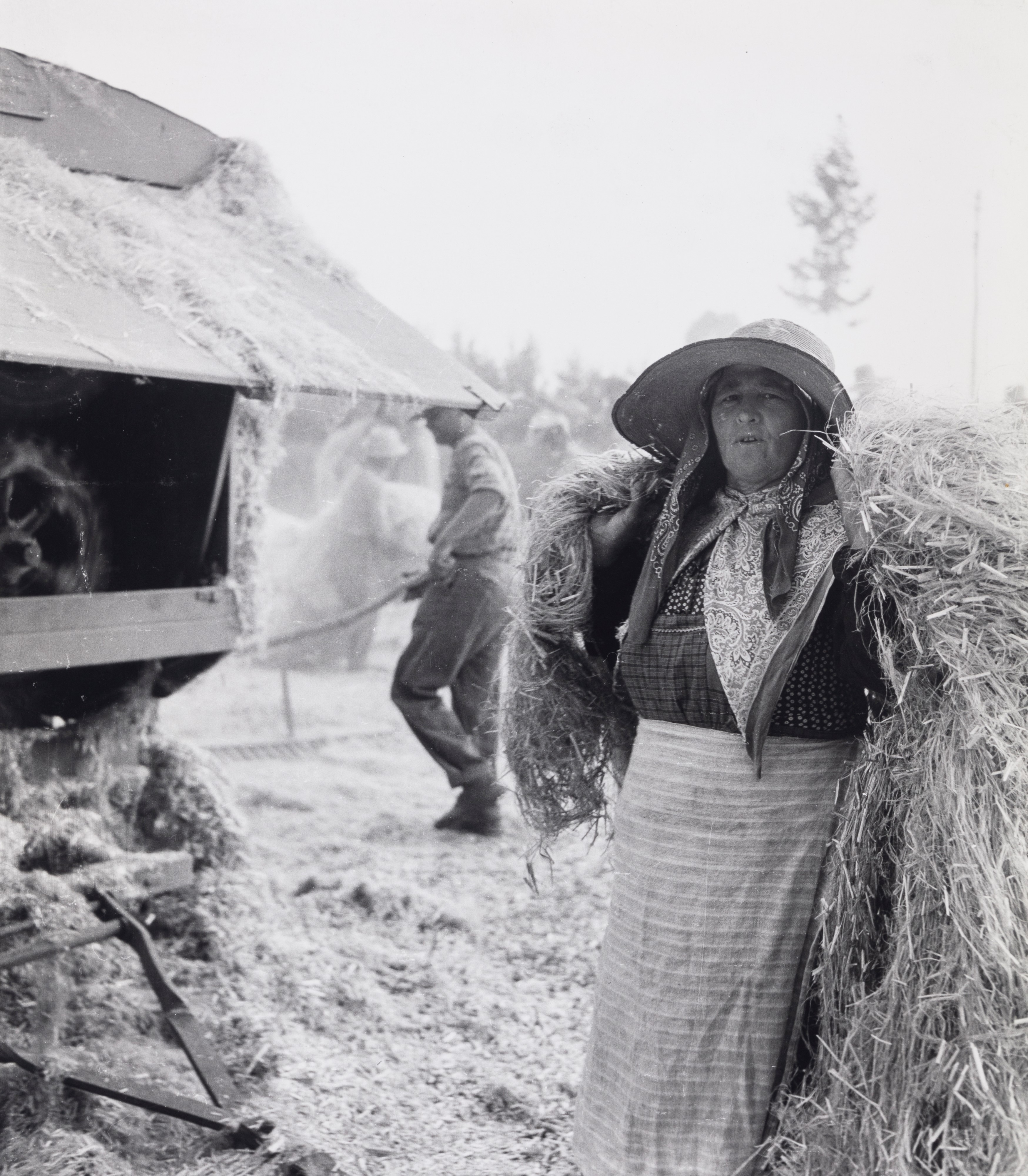 Senza titolo (Mondina, canapa e bracciante e pranzo delle mondine)