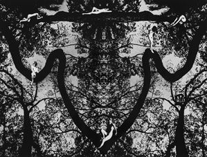 Fairy Tale of Night Forest