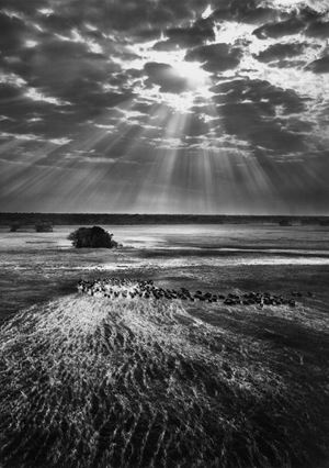 Salgado Sebastião - Buffalos, Kafue National Park, Zambia