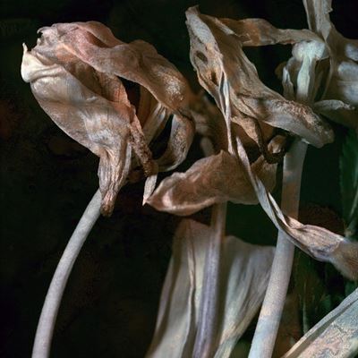Natura Morta