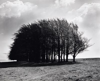 Barbery Castle Clump, Spring