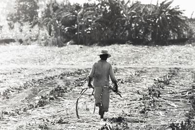 In una Piantagione di Canna da Zucchero Brasiliana