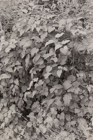 Senza titolo (Fogliame)