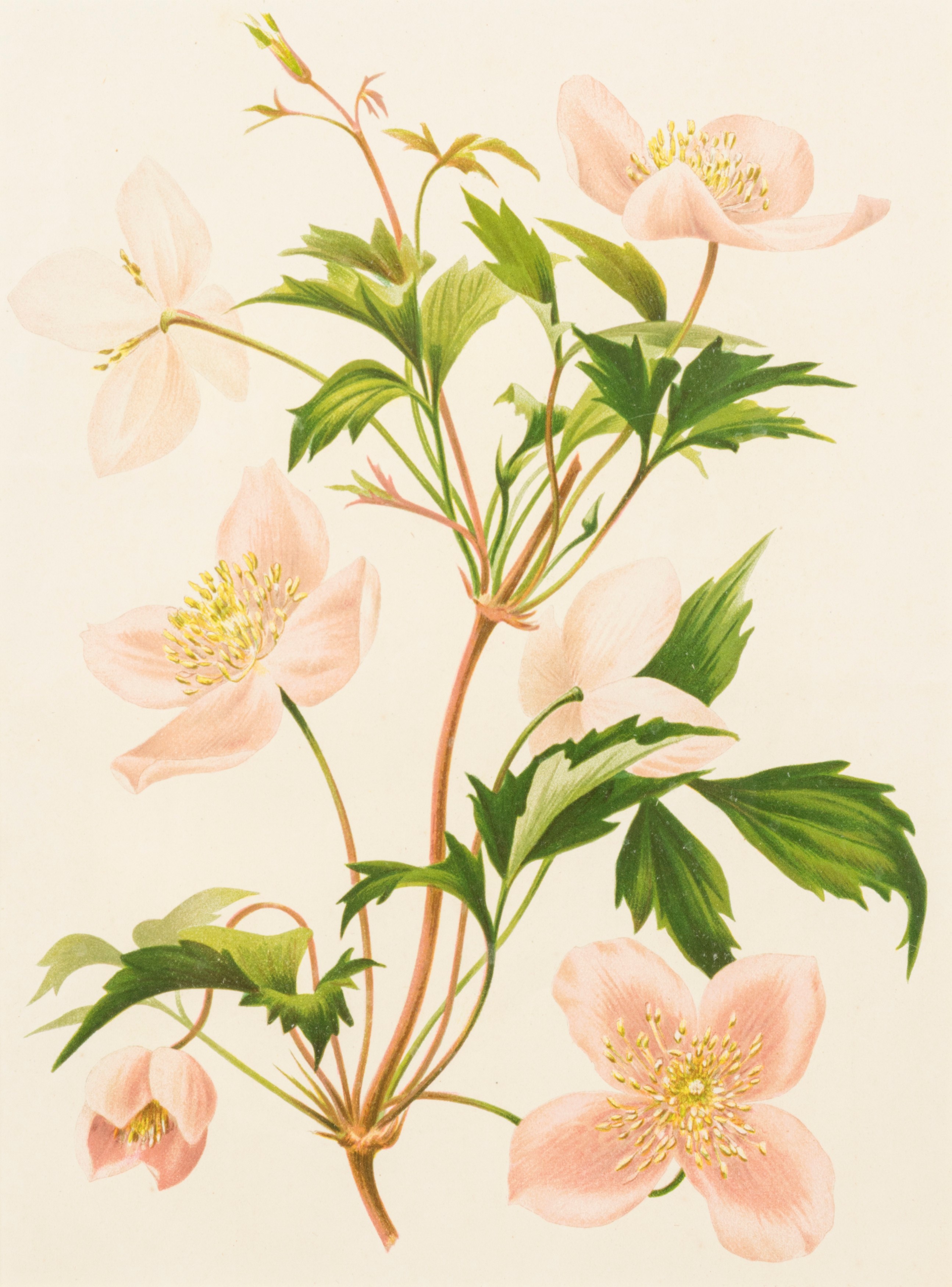 Lotto composto da quattro stampe a soggetto botanico