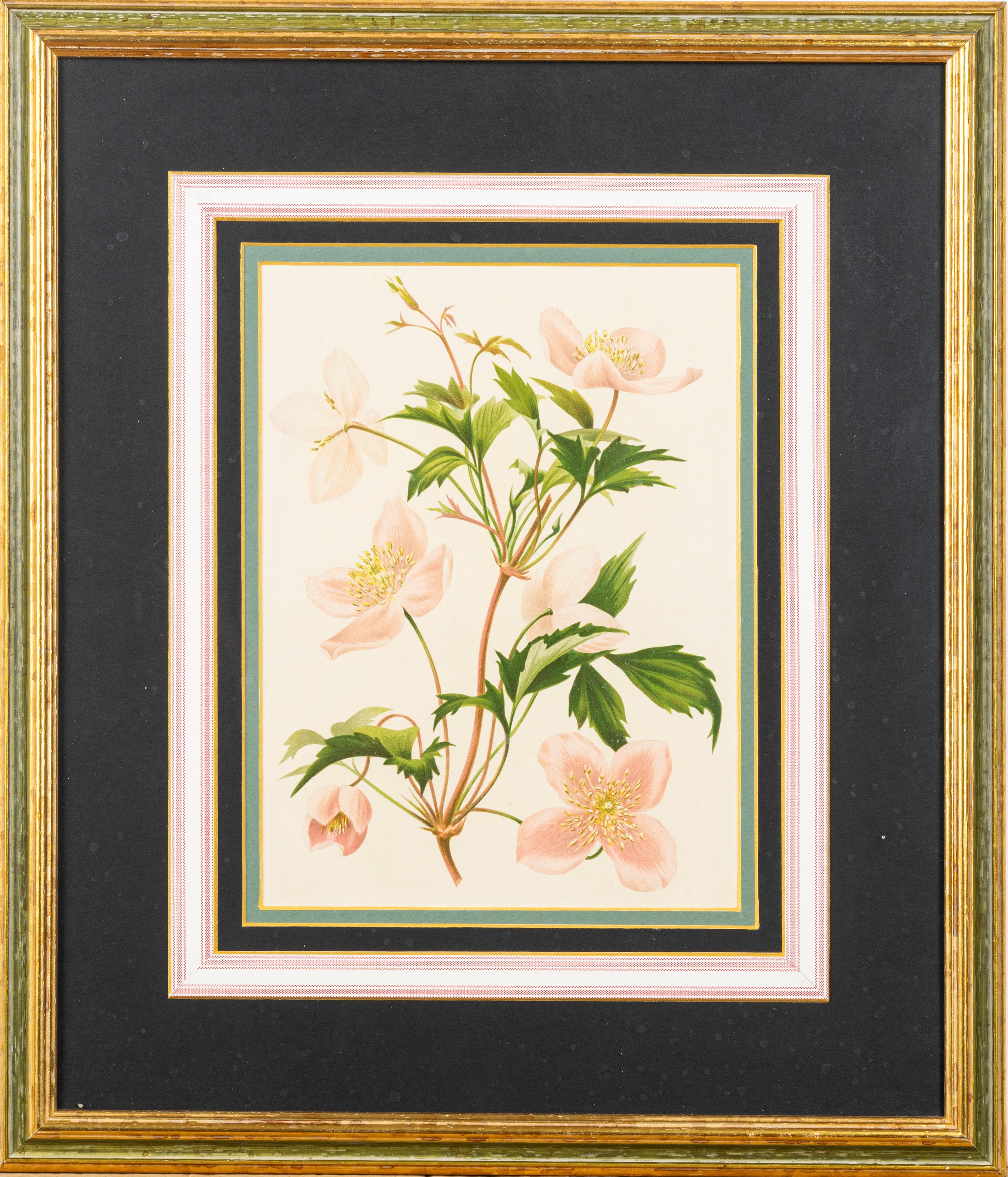 Lotto composto da quattro stampe a soggetto botanico