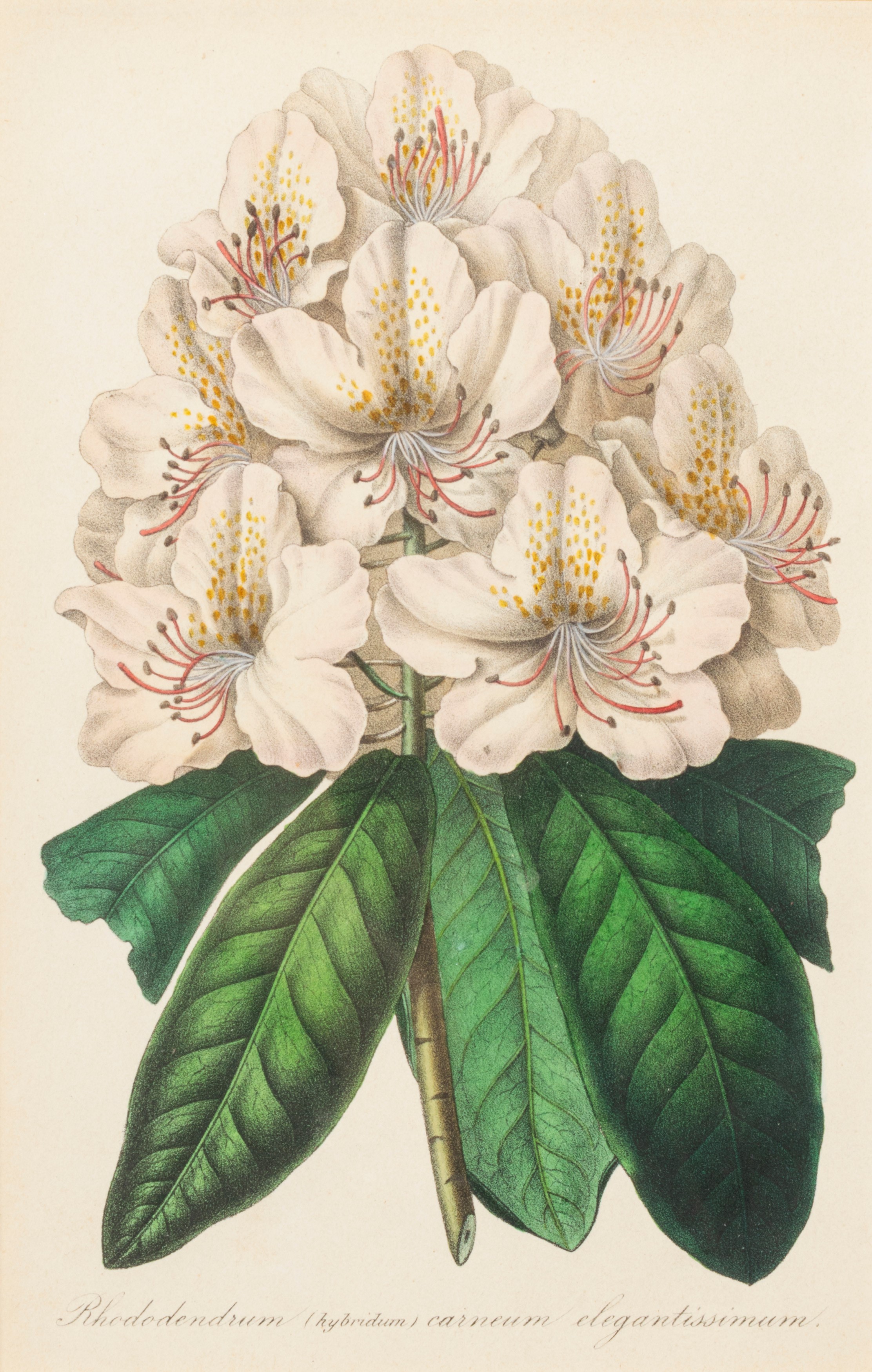 Lotto composto da quattro stampe a soggetto botanico