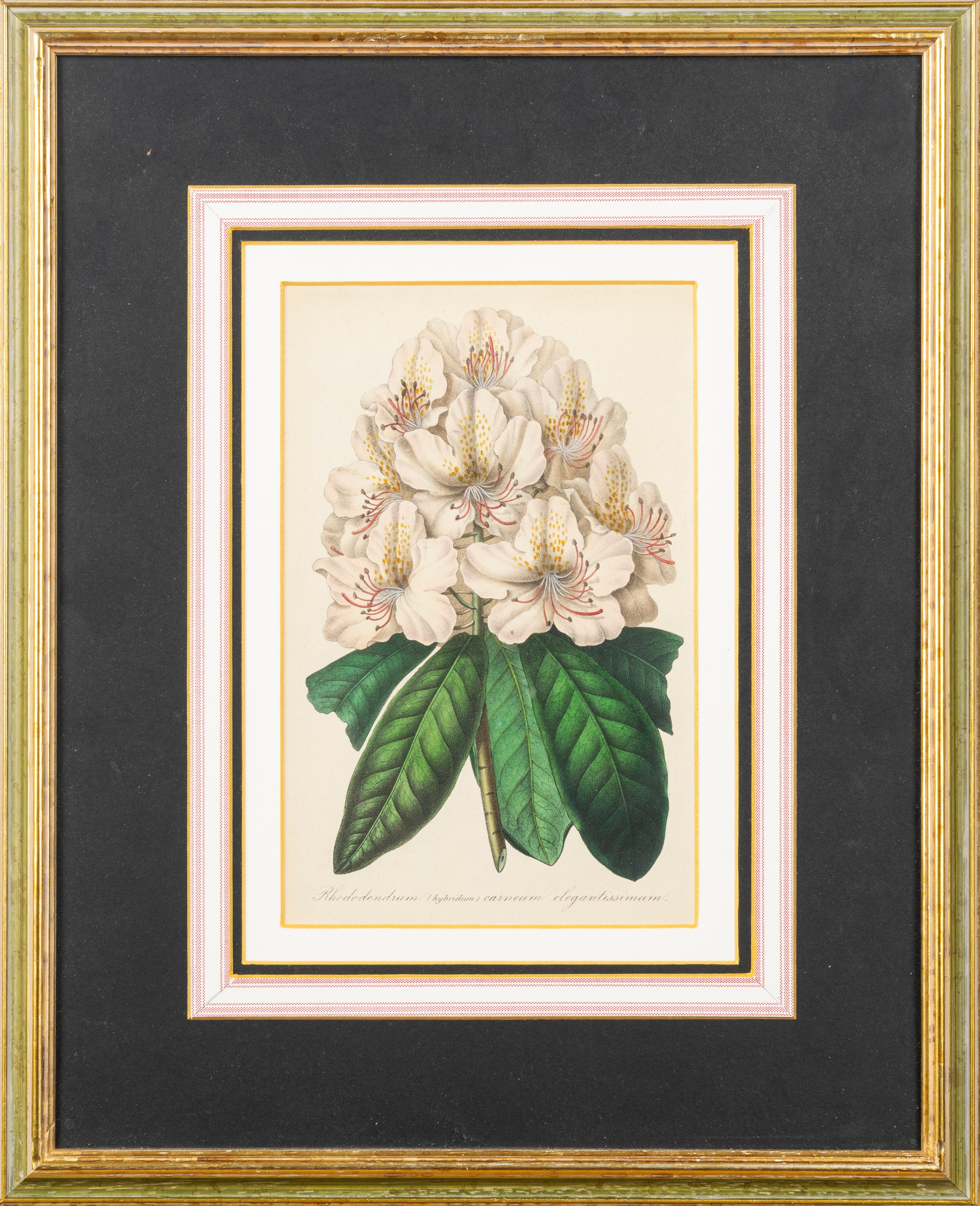 Lotto composto da quattro stampe a soggetto botanico