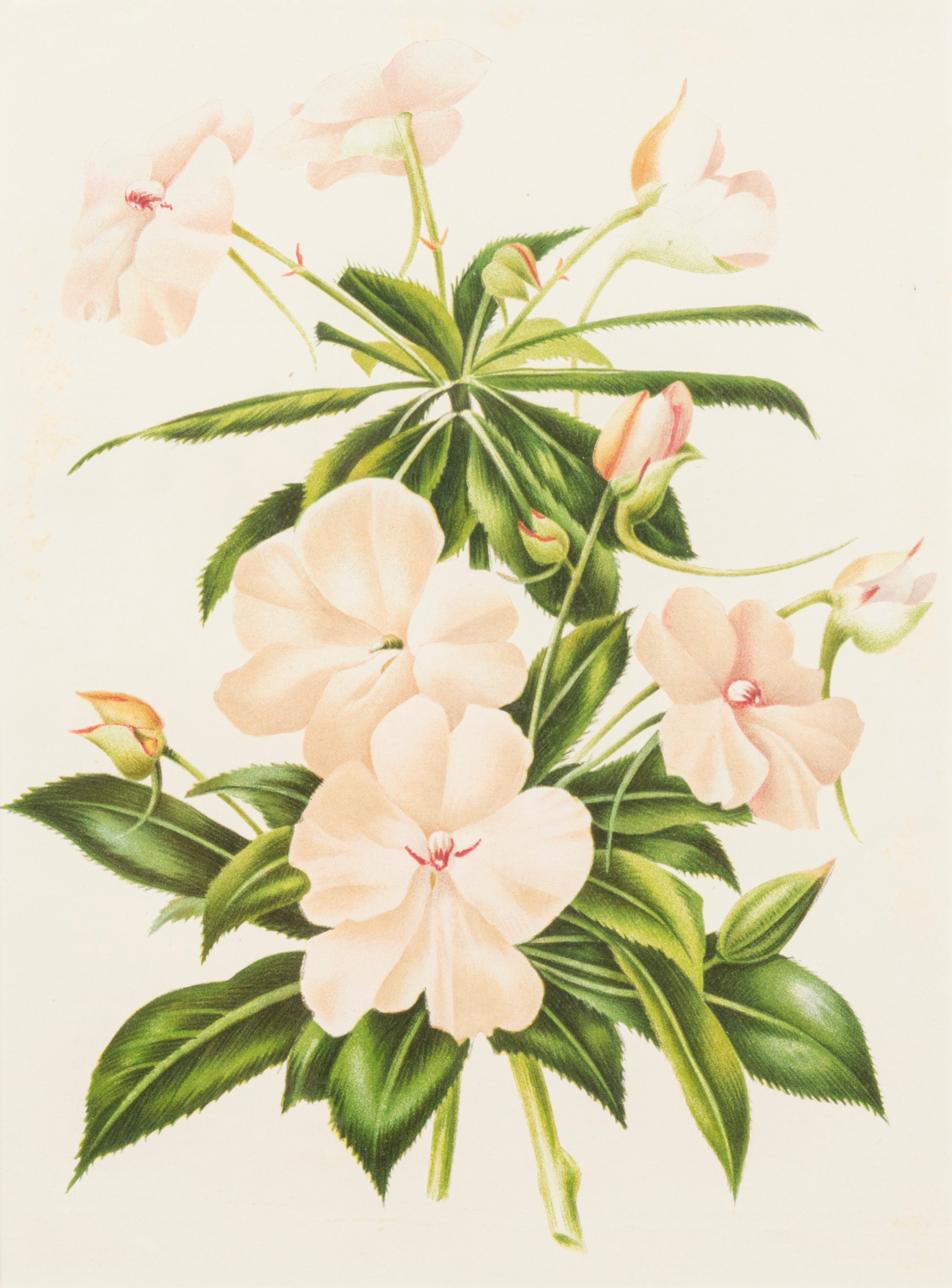 Lotto composto da quattro stampe a soggetto botanico