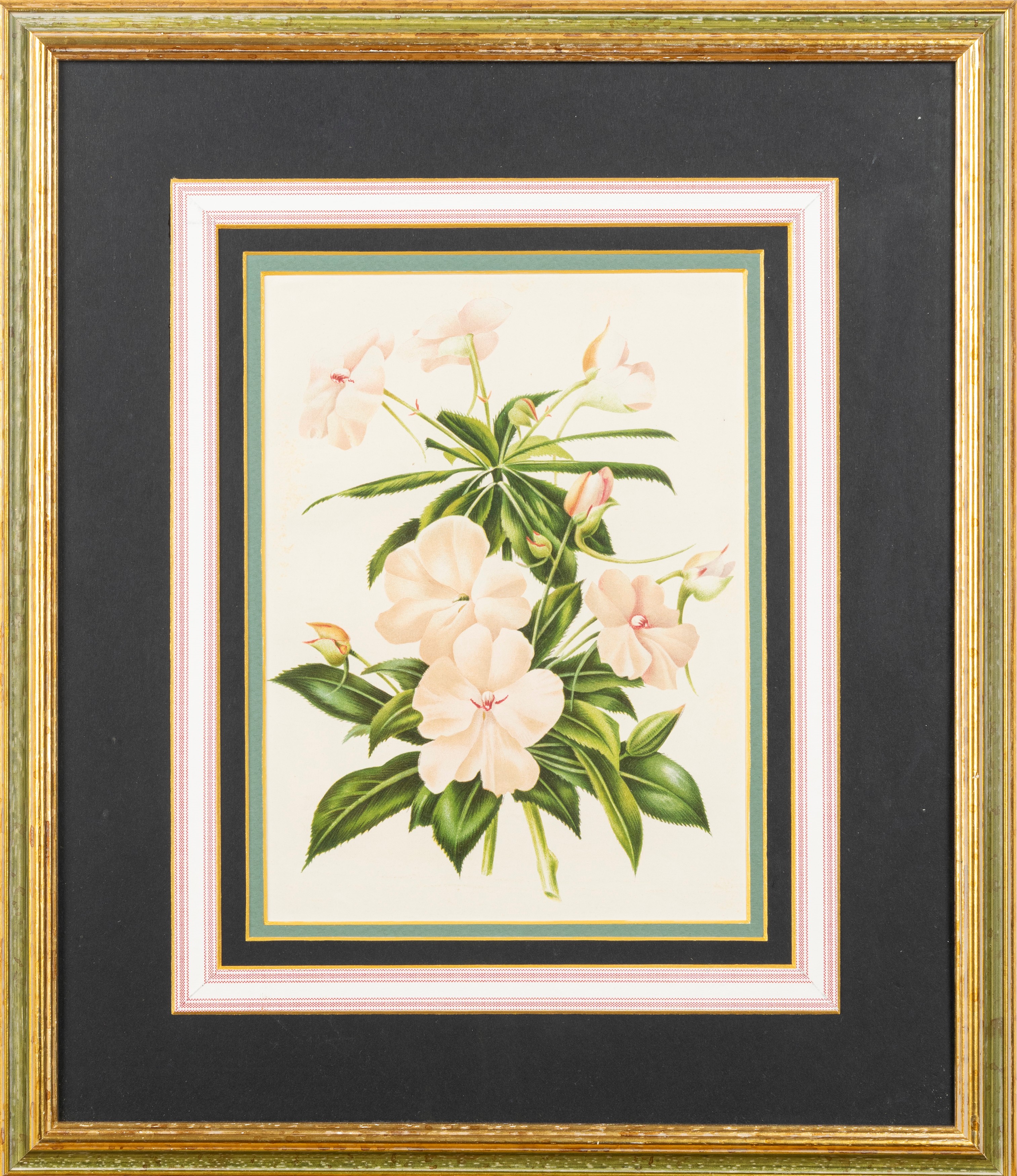 Lotto composto da quattro stampe a soggetto botanico