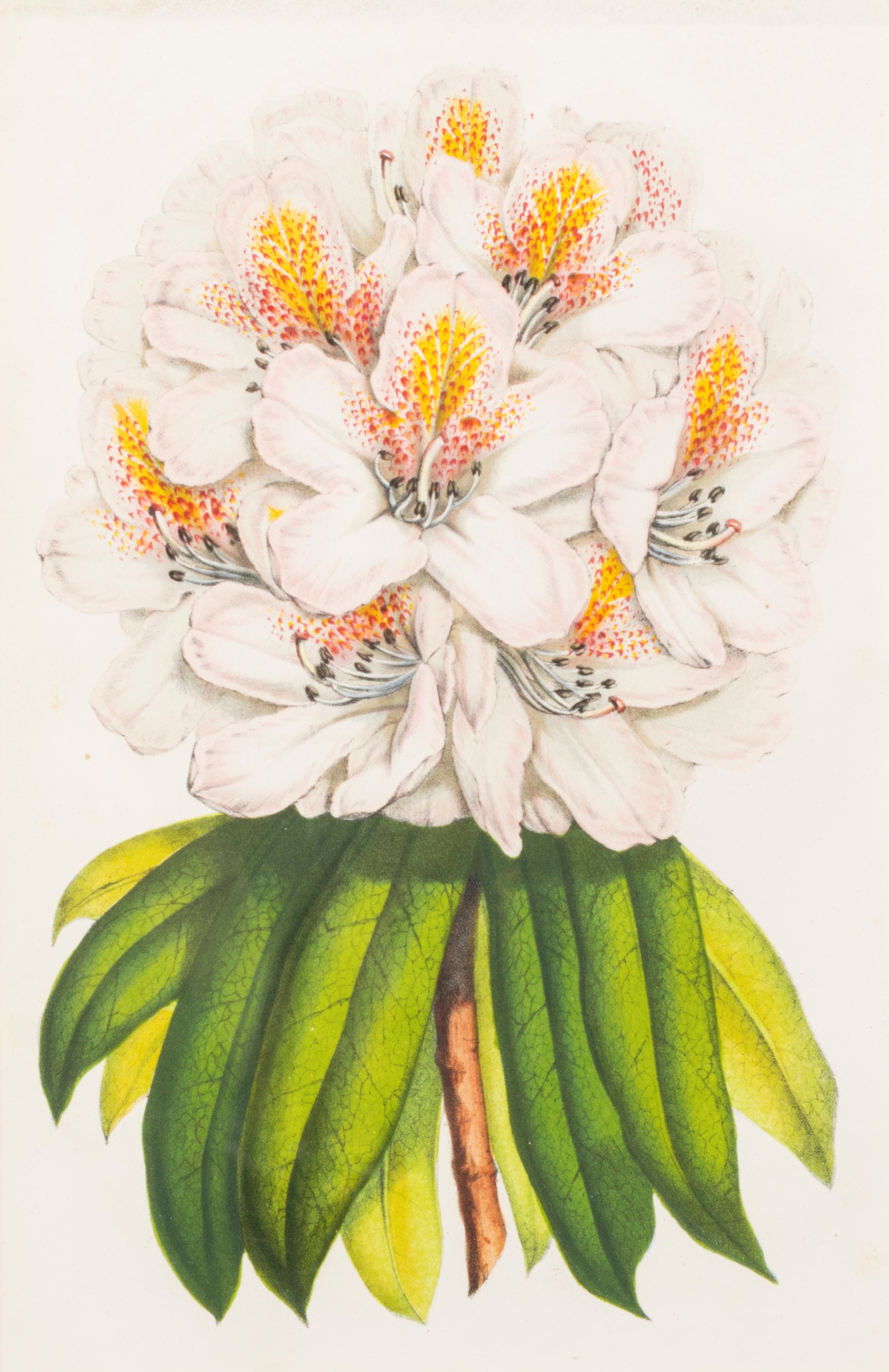 Lotto composto da quattro stampe a soggetto botanico