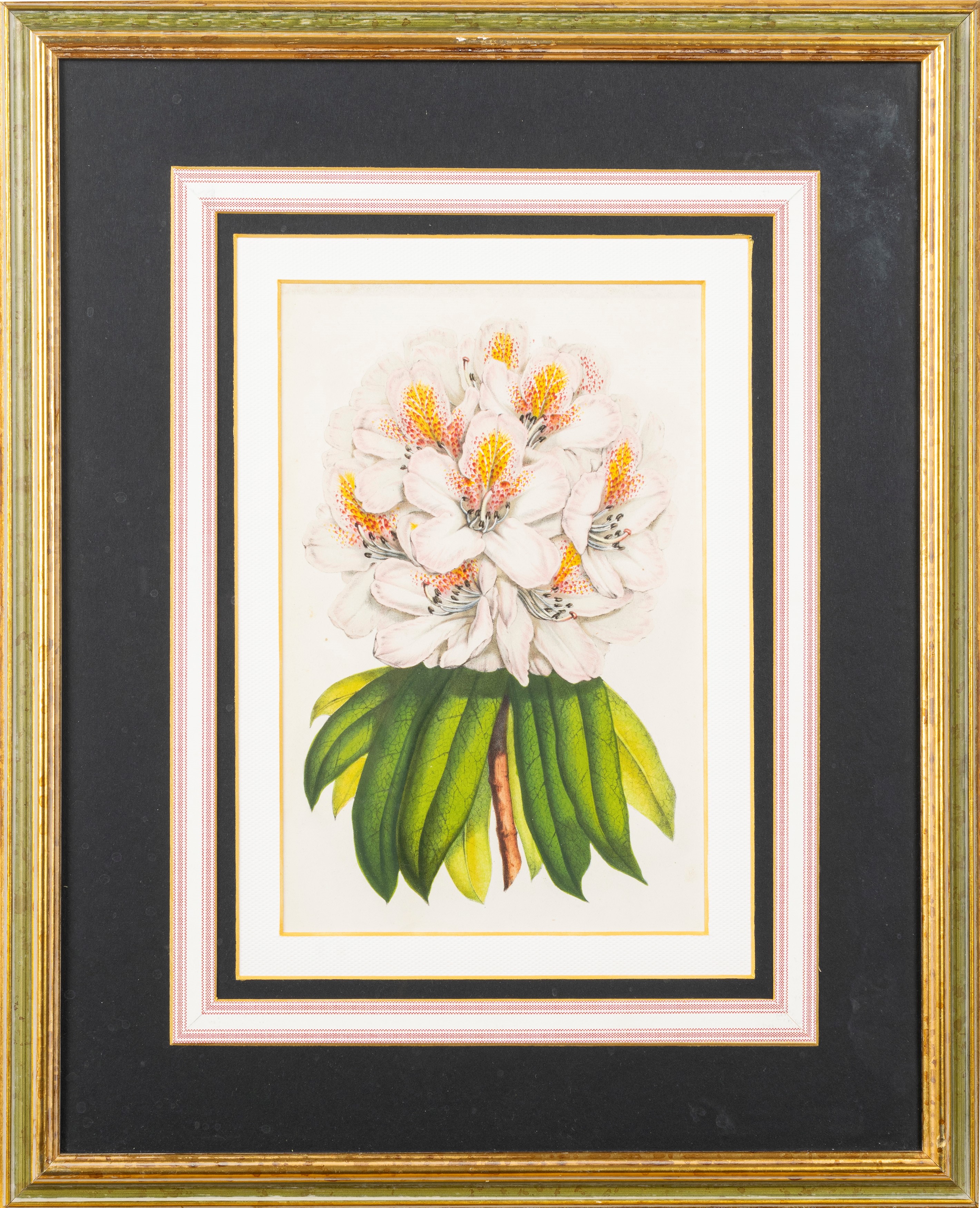 Lotto composto da quattro stampe a soggetto botanico