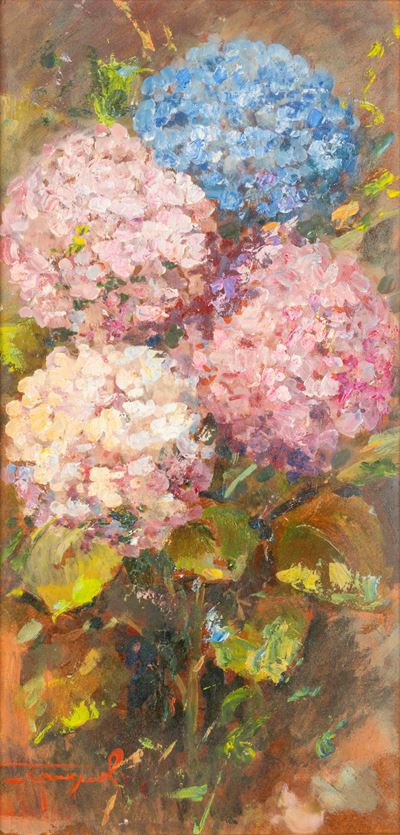 Ortensie