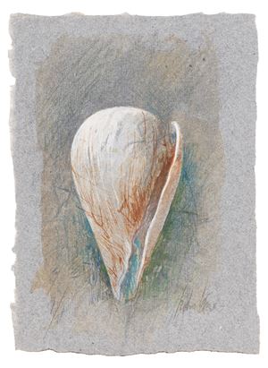 Cone shell