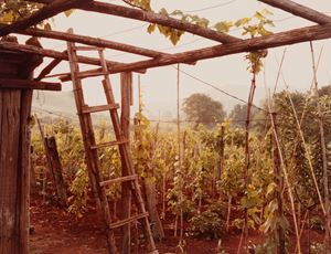 Senza titolo (Vigneti)