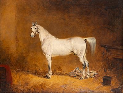 Cavallo Bianco nella Stalla