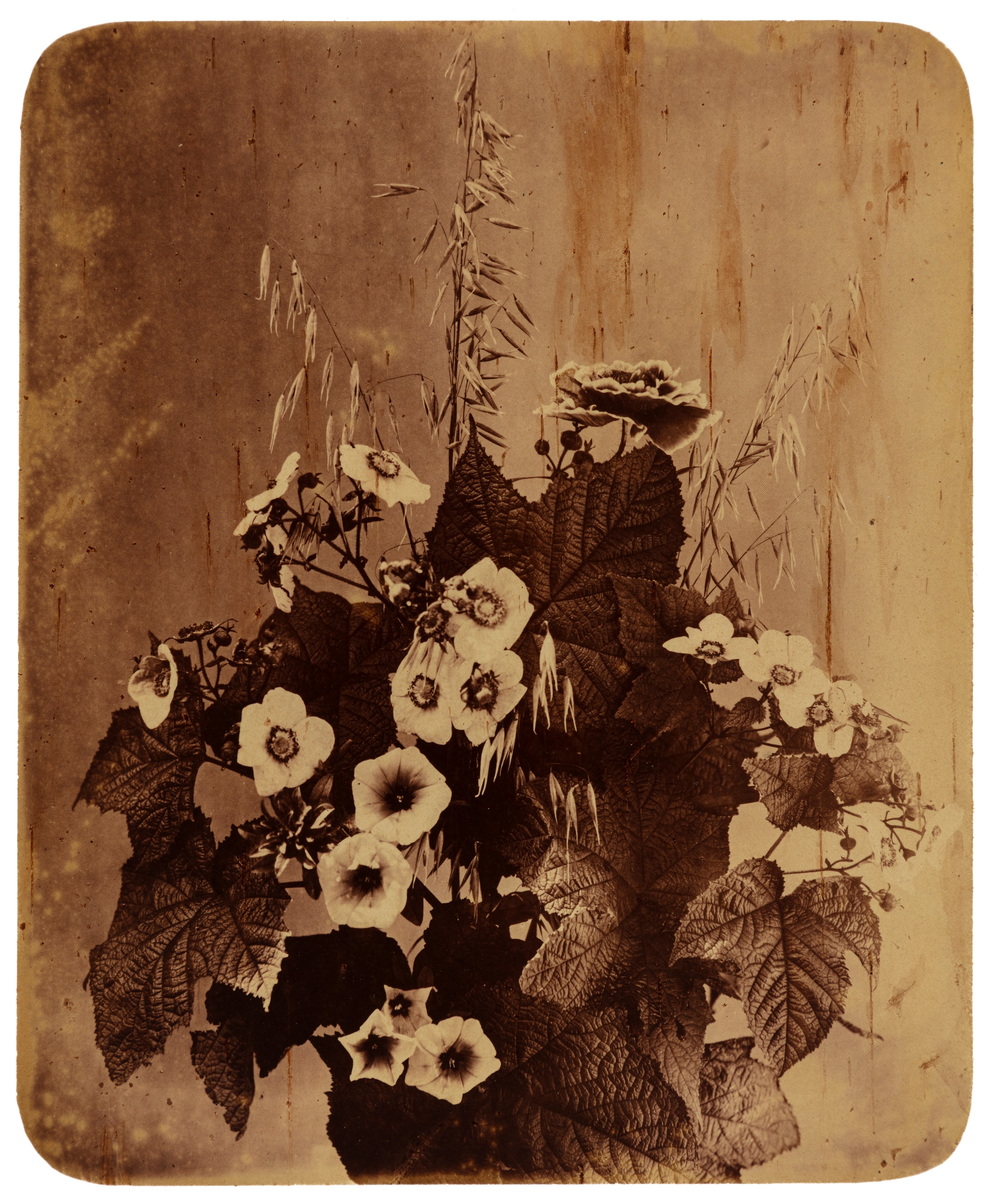 Senza titolo (Fiori)