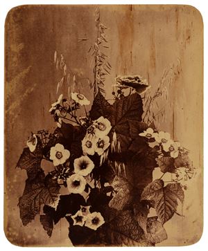 Untitled (Flowers)