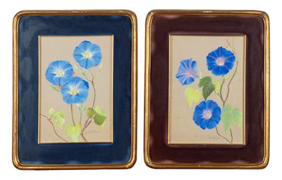 Fiori di Ipomea