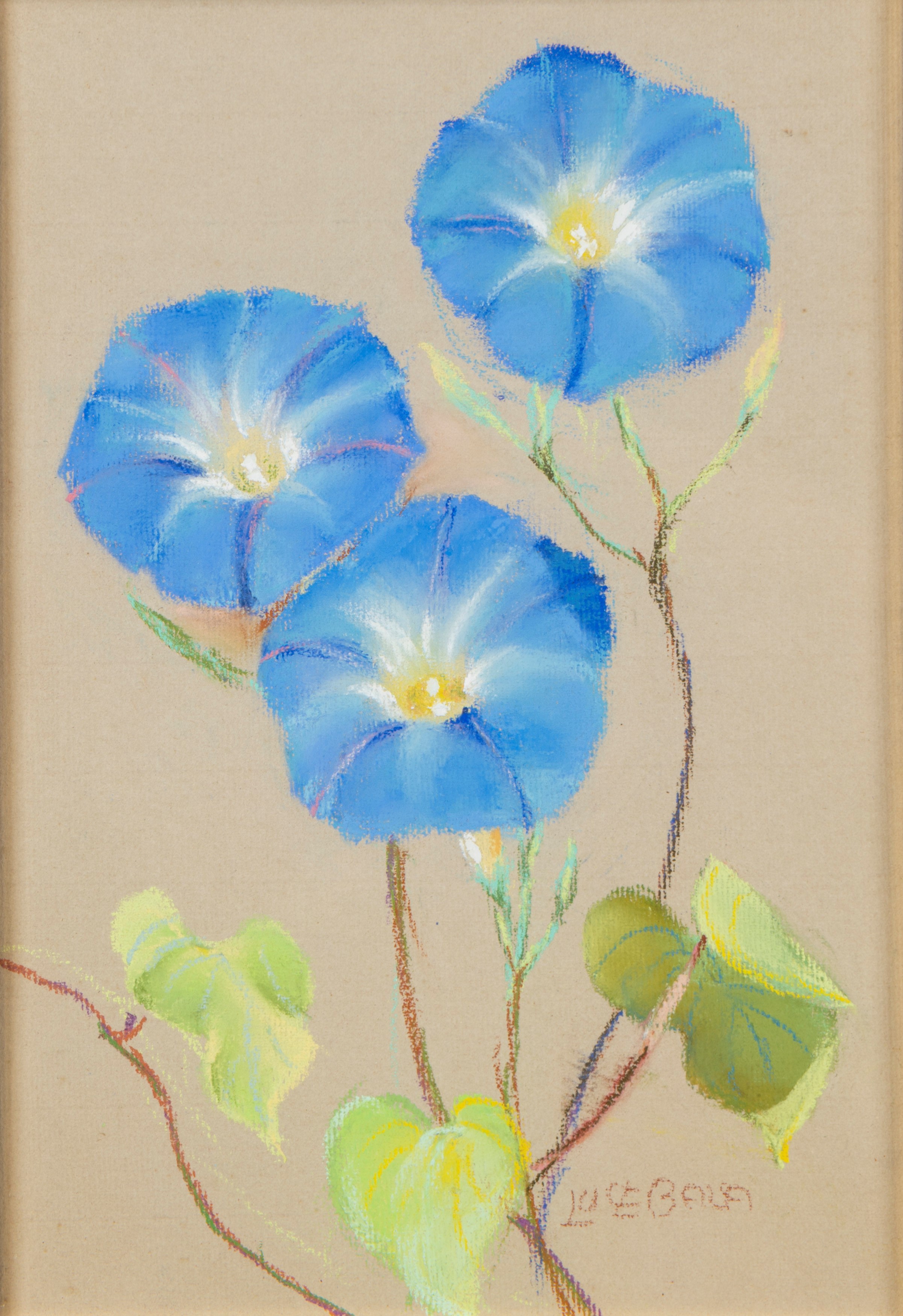 Luce Balla - Fiori di Ipomea