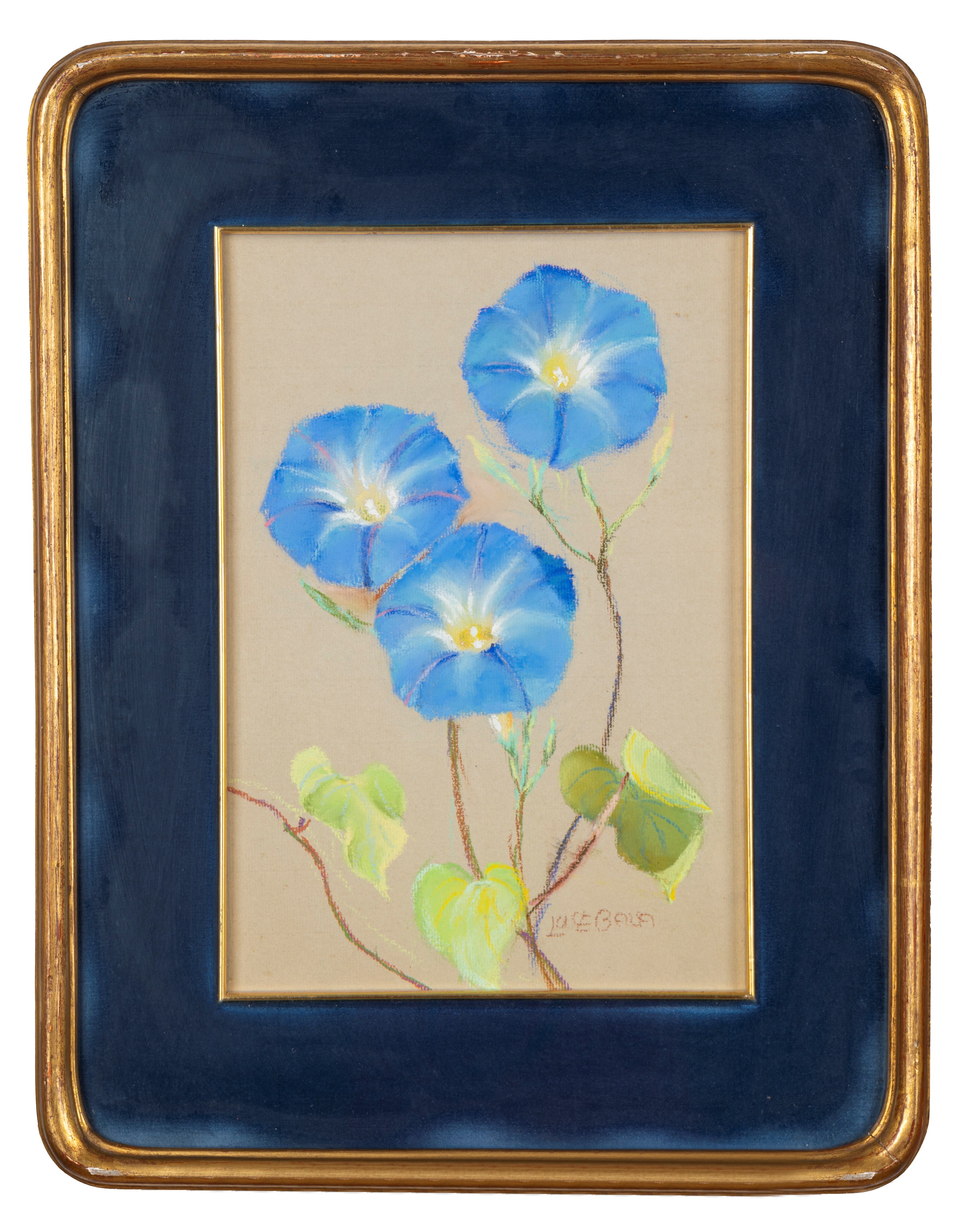 Luce Balla - Fiori di Ipomea