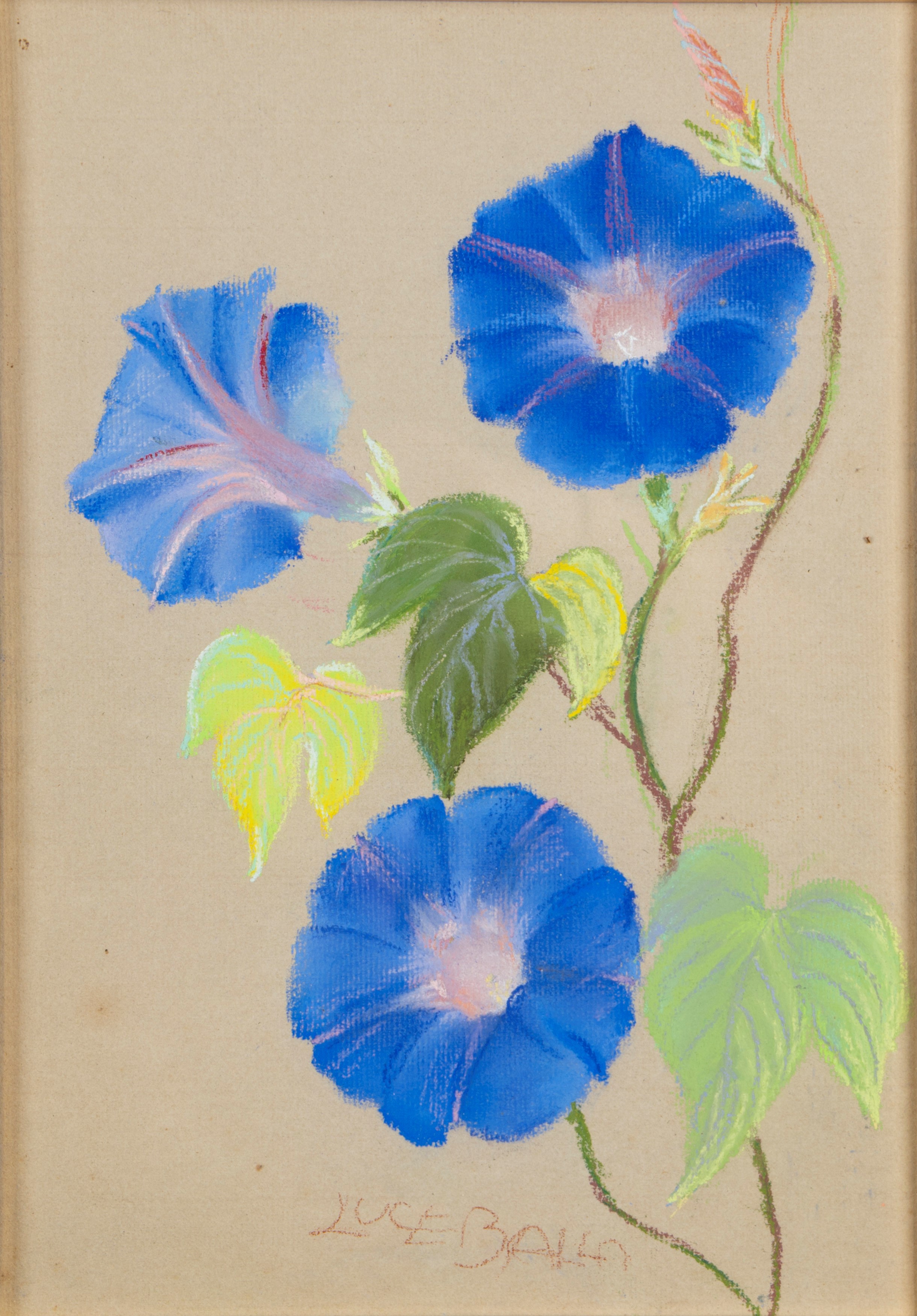 Luce Balla - Fiori di Ipomea