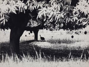 Korhogo (Costa D'Avorio)