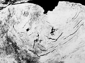 Ritratto del Poeta. "FIGURA" motivo suggerito dal taglio dell'albero